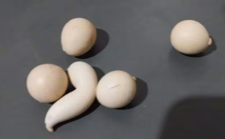 Курка несе незвичні яйця, яйця унікальної форми, Бразилія, фермер, курйози, фото