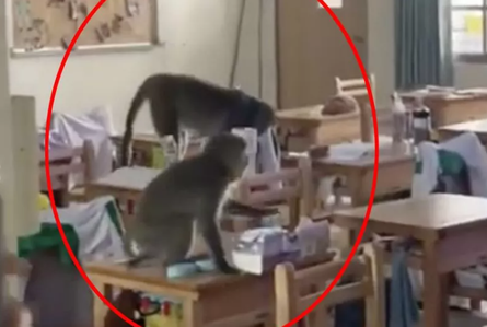 Примати розгромили школу на Тайвані, вони ховалися в навчальному закладі від спеки та шукали там їжу