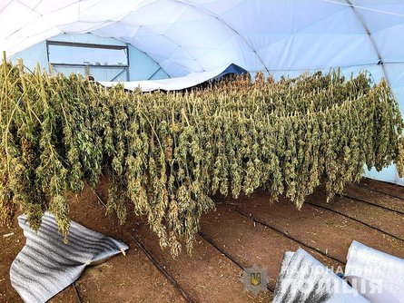 конопля, николаевская область, каталино