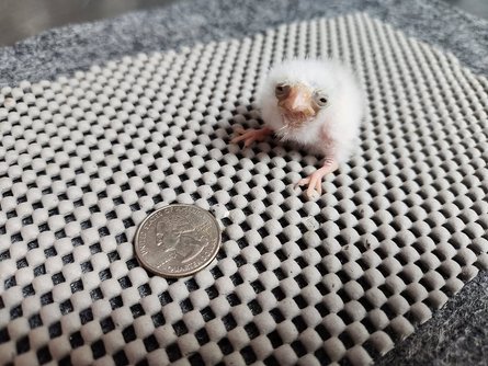 Птенец карликового сокола, зоопарк в США, уникальное существо, зверинец, удивительные истории