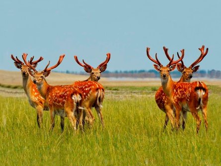 Аскания Нова, Херсонщина, оккупация