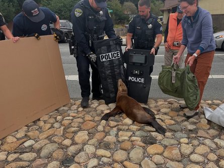 Морской лев