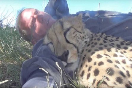 гепард, гепарды, заповедник, Дольф Волкер