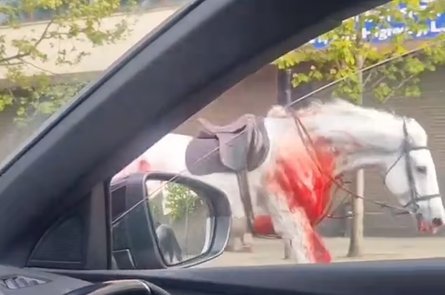 Коні пробігли вулицями Лондона, коні, скакуни, тварини, кінь у крові, постраждали люди, врізалися в машини, автобус