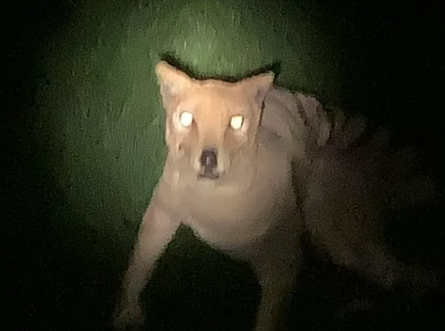 Тасманійський тигр, звір, тварина, курйози, фото, дика природа, легендарні звірі, Тасманія, знахідка