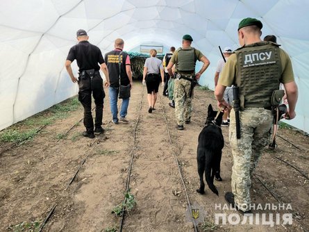 конопля, николаевская область, каталино