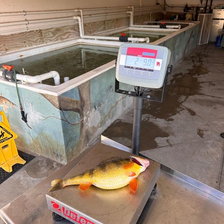 Рыбалка, удочка, спининг, желтый окунь, рекорд штата, улов, рыбак, редкая рыба, озеро, поймал на удочку, дикая природа,