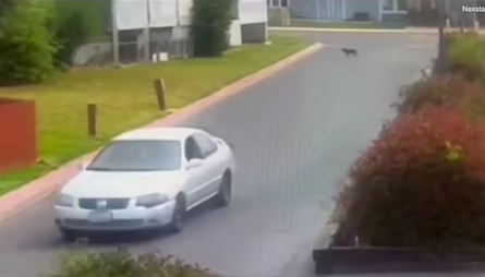 Тварини, порятунок безпритульного собаки, пси, німецька вівчарка, курйози, благодійність, захист тварин, США, фото