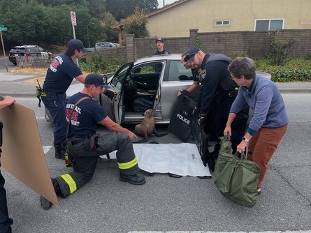 Морской лев