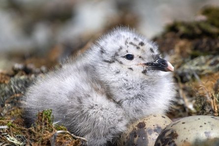 птенец, мартина, пух, Антарктида