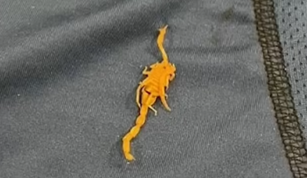 Скорпіон в трусах, скандал в готелі The Venetian, США, курйози, подорожі, приколи, фото