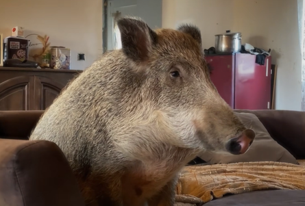 Дикий кабан, полювання, тварини, звірі, домашні улюбленці, курйози, цікаві історії, фото, Бельгія