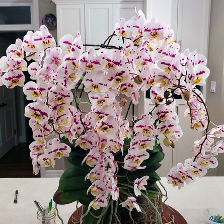 орхилея, книга рекордов гиннеса