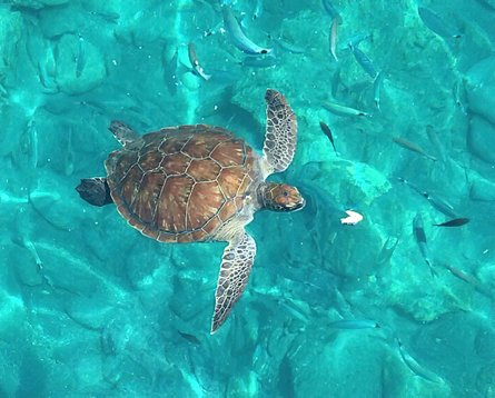 Черепахи каретта, пляжи турции