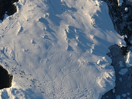 Морські котики, тюлені, Академік Вернадський, станція Академіка Вернадського, фото морських котиків, багато морських котиків, морські котики Антарктика