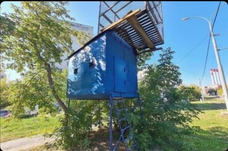 перефарбована голубник