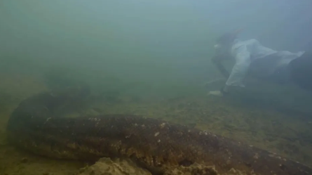 Найбільша в світі змія, Амазонка, вчені, дослідження, наукові відкриття, відео, експедиції, сенсація