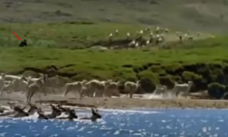 Курьезы на видео, Бигфут, Арктика, видео