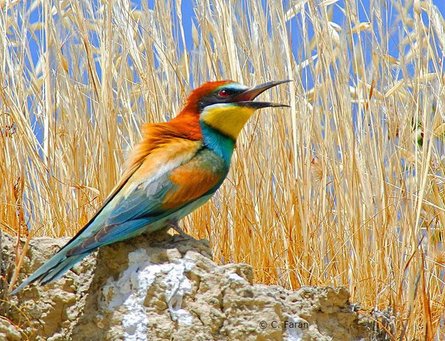Пчелолоидка обыкновенная, пчелолоидка, птица пчелолоидка, пчелоид, птица пчелоид, пчелолоиды, пчелоид обыкновенный