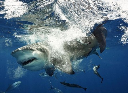 бычья акула, дайвер