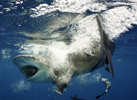 бычья акула, дайвер