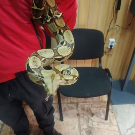 змея, киев, патрульная полиция