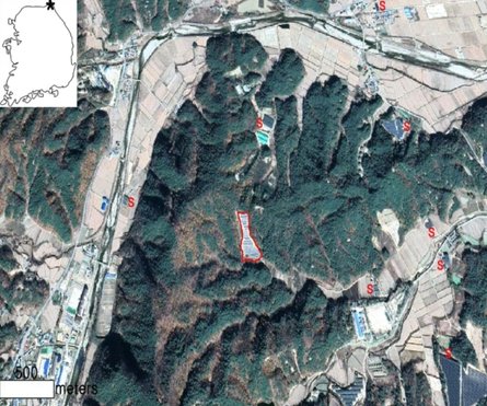 Ліс у Південній Кореї на Узбережжі