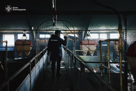 Під час обстрілу Харківщини загинули свині