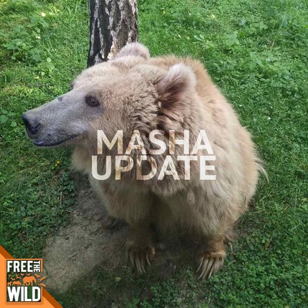 шер, медведица маша, украина медведица, украина медведь, спасение медведя