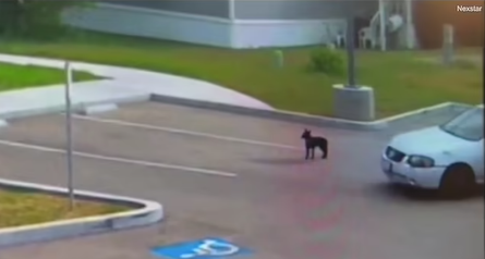 Тварини, порятунок безпритульного собаки, пси, німецька вівчарка, курйози, благодійність, захист тварин, США, фото