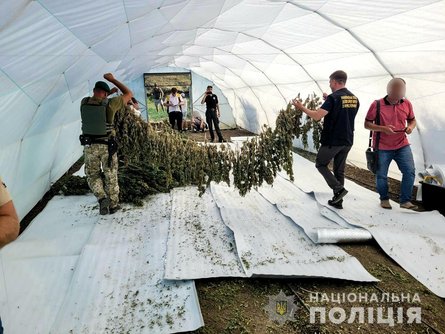 конопля, николаевская область, каталино