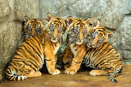 Тигры в зоопарке, зоопарк Вроцлава, суматранский тигр, тигрята