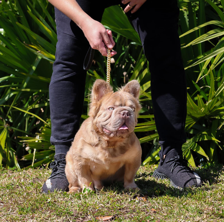 Дорогі породи собак, Big Rope, Роуп Дедді, фото, французькі бульдоги, вартість собак різних порід