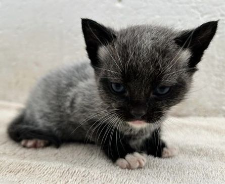 Почему коты меняют цвет шерсти, расстройство у котов, болезни, аномалии