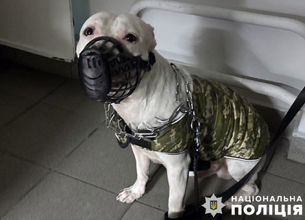 Побиття собаки, поліція, стаффордширський терʼєр