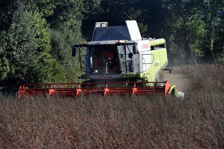 гречка, гречиха, крупа, гречневая крупа, гречка подорожала, гречка цена, дефицит гречки, урожай гречки, сколько стоит 1 кг гречки, гречневая каша