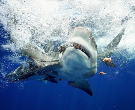 бычья акула, дайвер