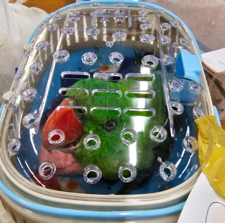 Контрабанда екзотичних звірів, дикі тварини, злочини, багаж, літак, Таїланд, фото, курйози