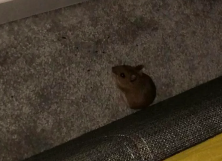 Мышь родила в спальне, коты, курьезы, странные истории, интересные новости, форумы, Reddit, приколы, животные