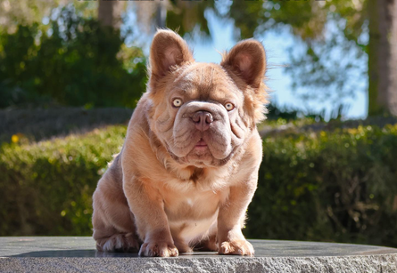 Дорогі породи собак, Big Rope, Роуп Дедді, фото, французькі бульдоги, вартість собак різних порід
