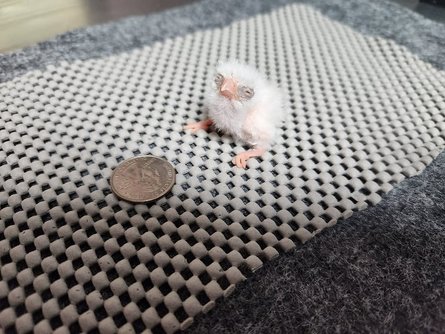 Птенец карликового сокола, зоопарк в США, уникальное существо, зверинец, удивительные истории