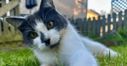 Кішка, Кішки, коти, Кішка мандрівник