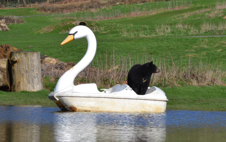 Медведи плавали по озеру на катамаране, курьез в сафари-парке, искусственное озеро, приколы, развлечения, животные, Великобритания