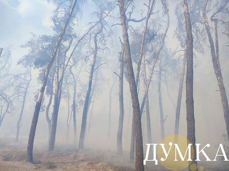 пожар, пожар Караван, пожар Харьков, пожар Харьков, горит лес