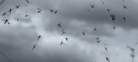 Нашествие насекомых, британская деревня, заполонили дома, садятся на людей, облепили машины, мягкая зима, мошки, насекомые