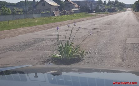 Крижопіль, квіти, ями