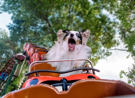 Майло интернет-мем