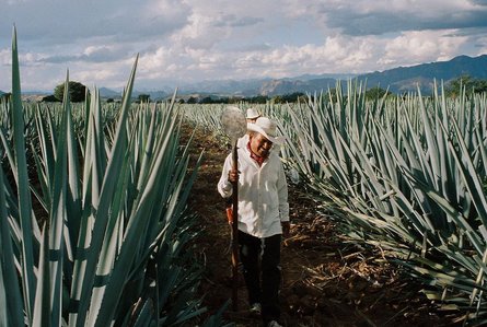 кендалл дженнер, текила, мексика, культурная апроприация