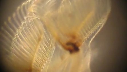 Странное животное, колония микроорганизмов, фото, отдельный организм