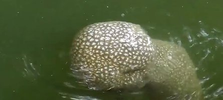 Странное животное, колония микроорганизмов, фото, колония мешок